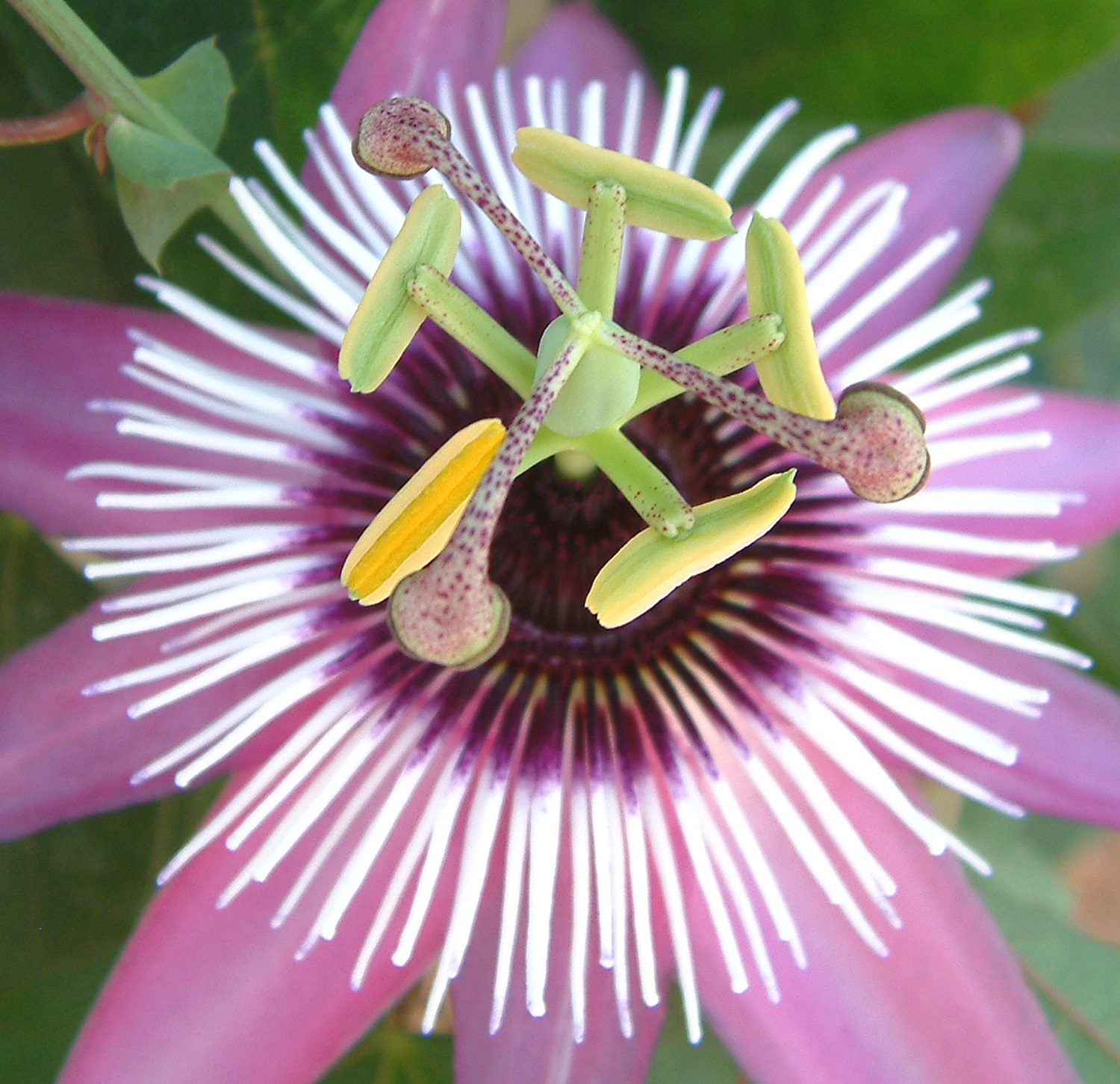 Florida Nature Pictures